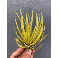 1920. Haworthia Attenuata Radula Variegated Aurea