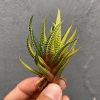 1919. Haworthia Attenuata Radula Variegated