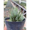 1922. Haworthia Attenuata Slipped Stripes