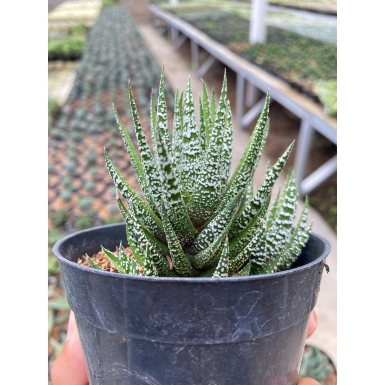 1922. Haworthia Attenuata Slipped Stripes