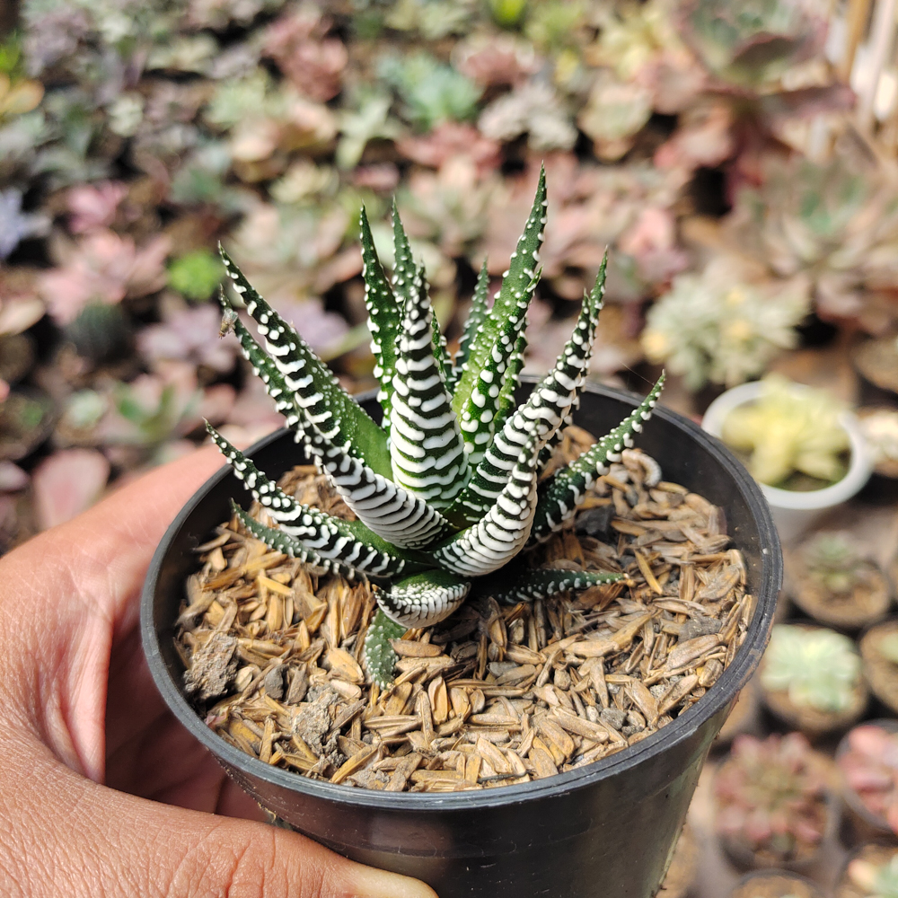 009. Haworthia Attenuata Zebra - Image 2