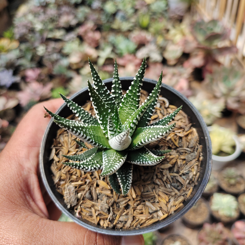 009. Haworthia Attenuata Zebra - Image 3