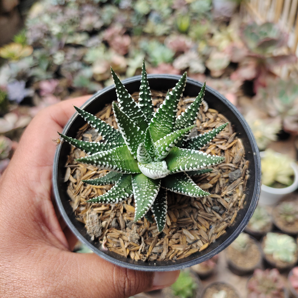 009. Haworthia Attenuata Zebra - Image 4