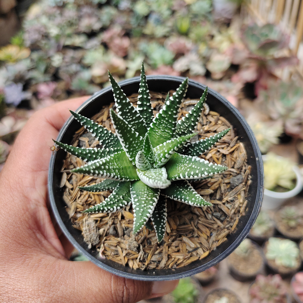 009. Haworthia Attenuata Zebra - Image 5