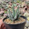 009. Haworthia Attenuata Zebra