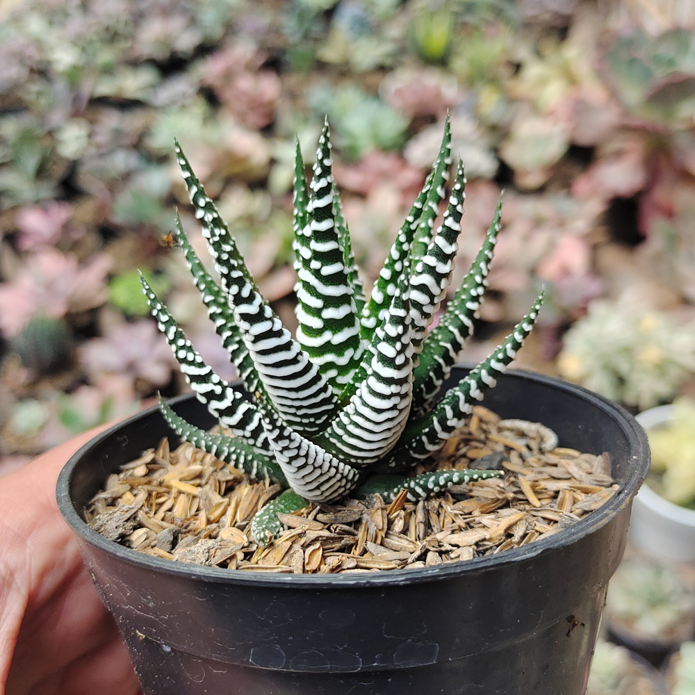 009. Haworthia Attenuata Zebra