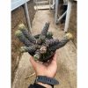 1592. Haworthia Coarctata Cluster