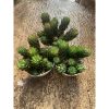 1593. Haworthia Coarctata Fa. Greenii Cluster