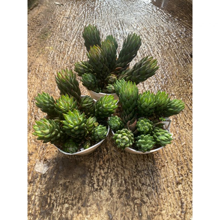 1593. Haworthia Coarctata Fa. Greenii Cluster