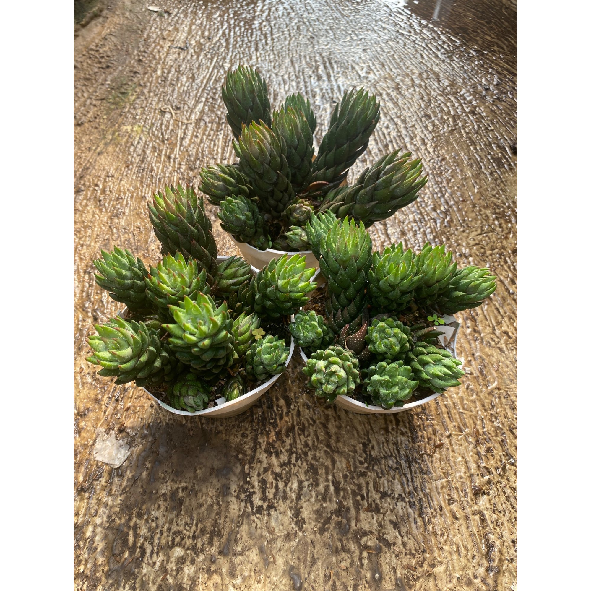 1593. Haworthia Coarctata Fa. Greenii Cluster
