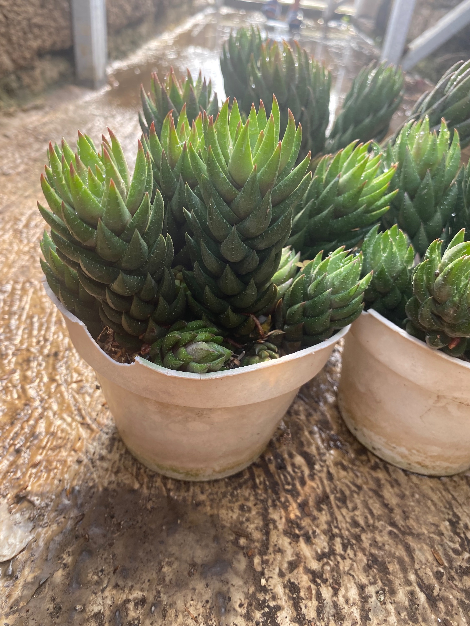 1593. Haworthia Coarctata Fa. Greenii Cluster - Image 2