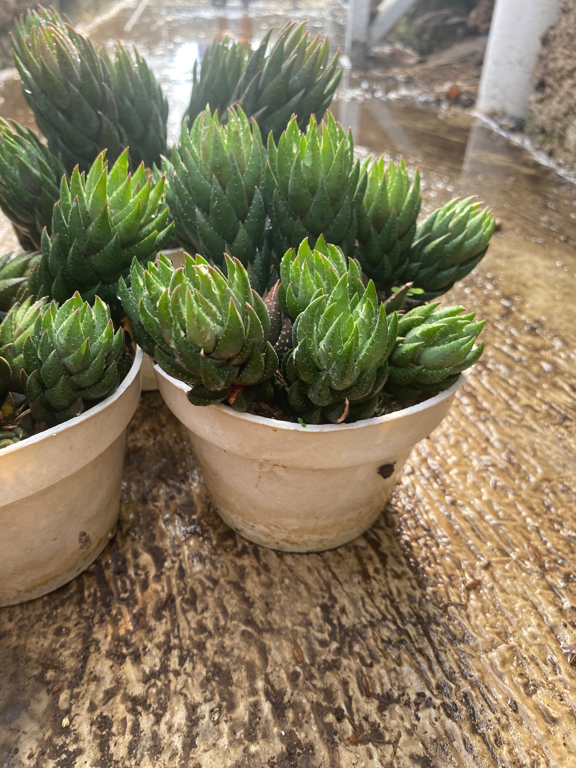 1593. Haworthia Coarctata Fa. Greenii Cluster - Image 3