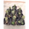 1707. Haworthia Coarctata Variegated 10pcs