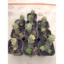 1707. Haworthia Coarctata Variegated 10pcs