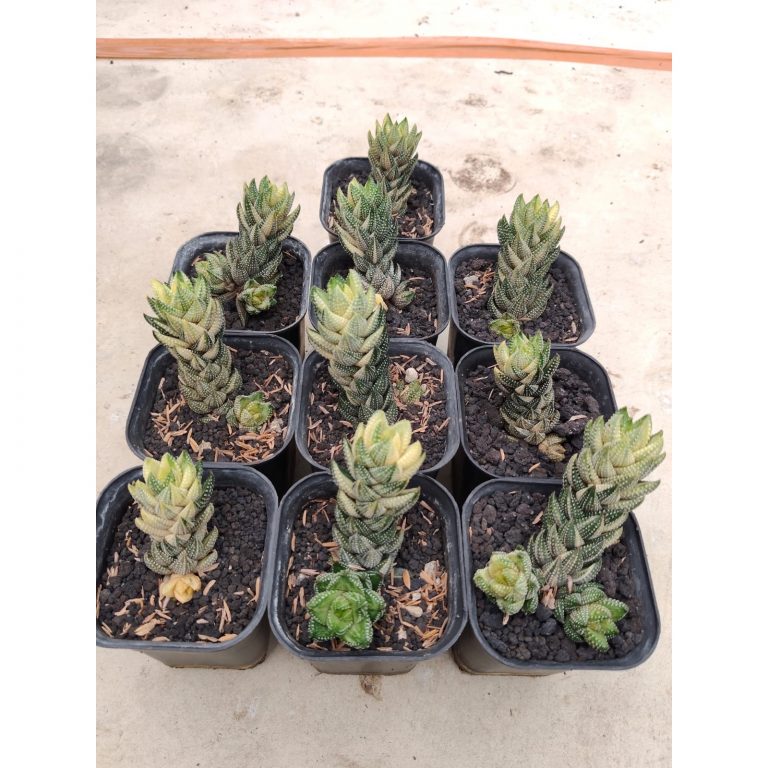 1707. Haworthia Coarctata Variegated 10pcs