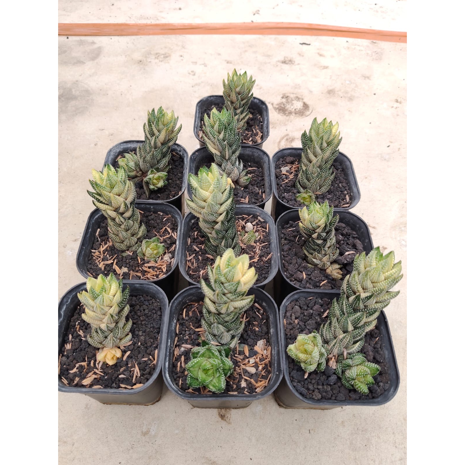 1707. Haworthia Coarctata Variegated 10pcs