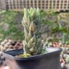 1707. Haworthia Coarctata Variegated 10pcs