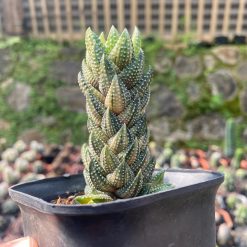1707. Haworthia Coarctata Variegated 10pcs