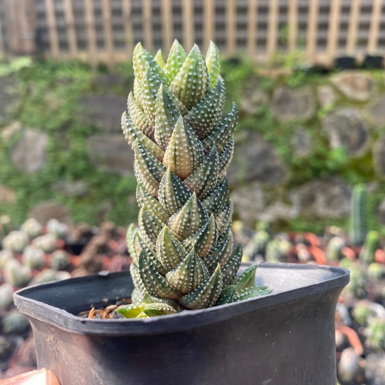 1707. Haworthia Coarctata Variegated 10pcs