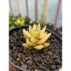 1926. Haworthia Coarctata Variegated Aurea