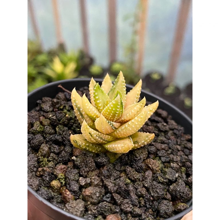 1926. Haworthia Coarctata Variegated Aurea