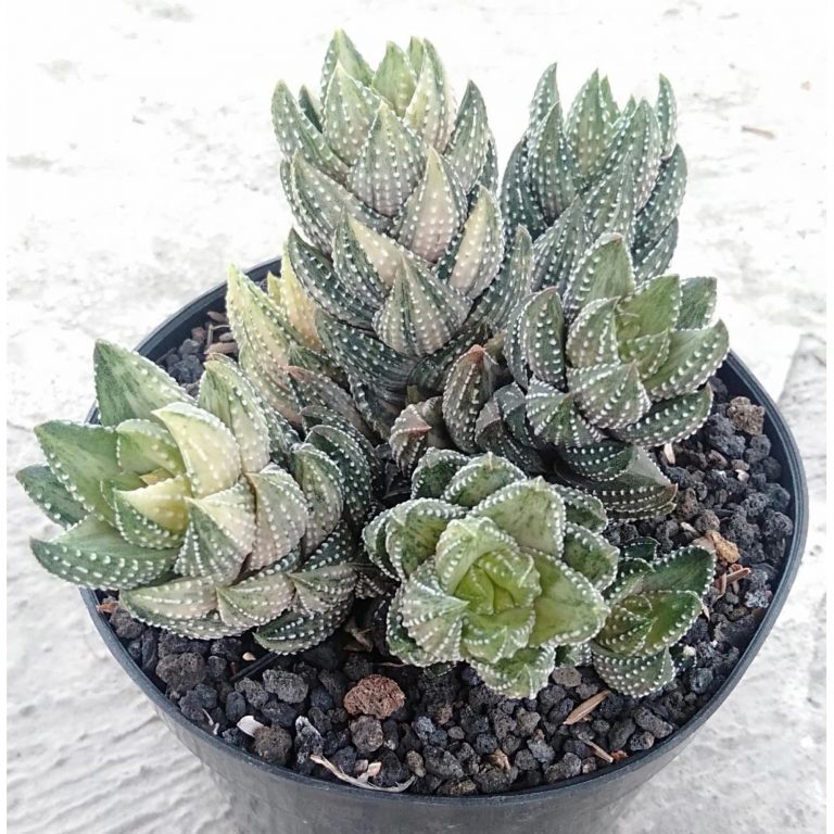 1961. Haworthia Coarctata Variegated Cluster