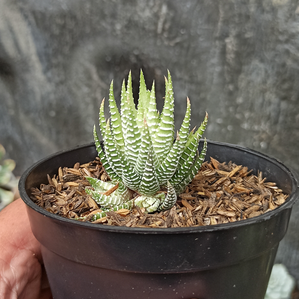 148. Haworthia Fasciata Alba - Image 2