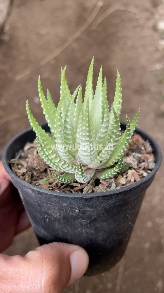 148. Haworthia Fasciata Alba - Image 3