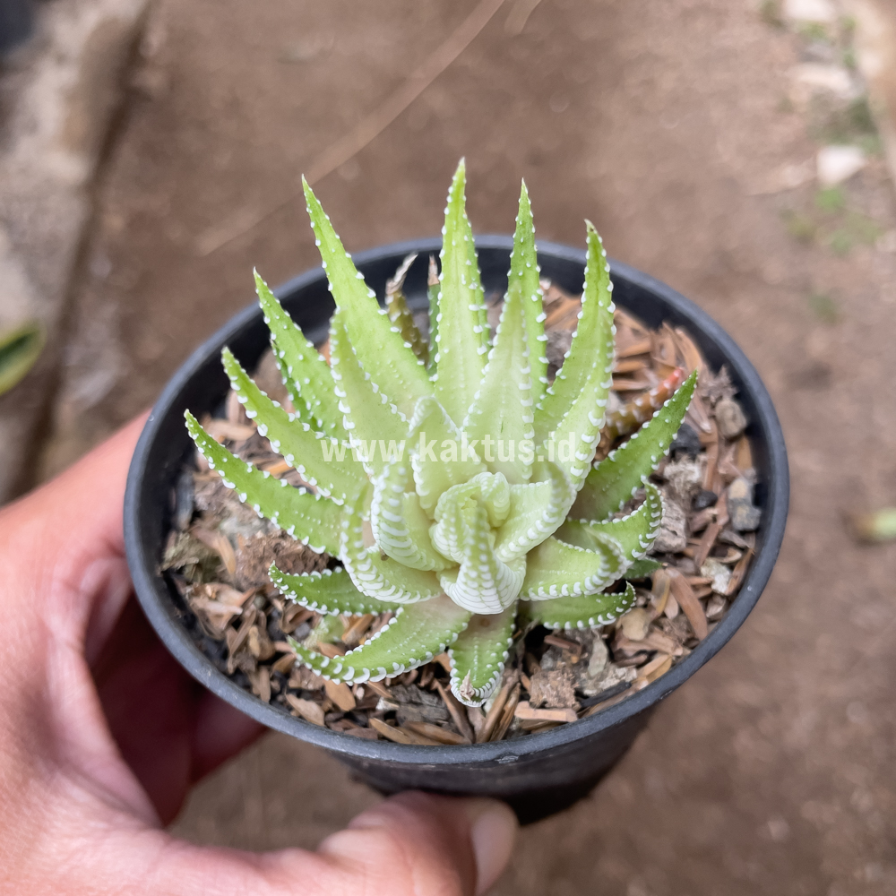 148. Haworthia Fasciata Alba - Image 4