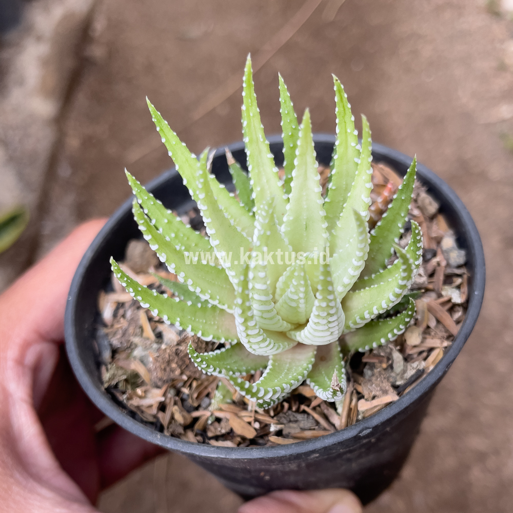 148. Haworthia Fasciata Alba - Image 5