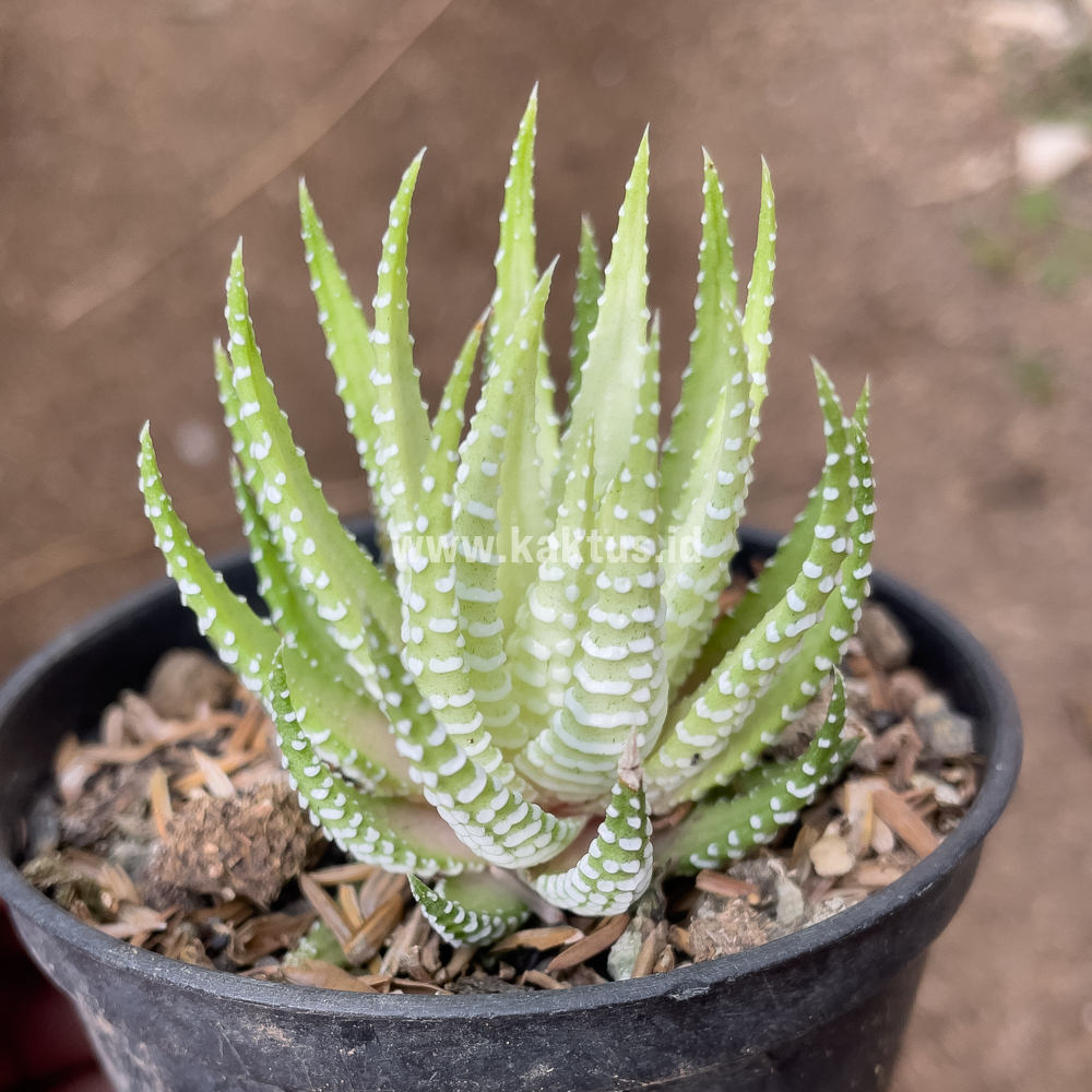 148. Haworthia Fasciata Alba - Image 6