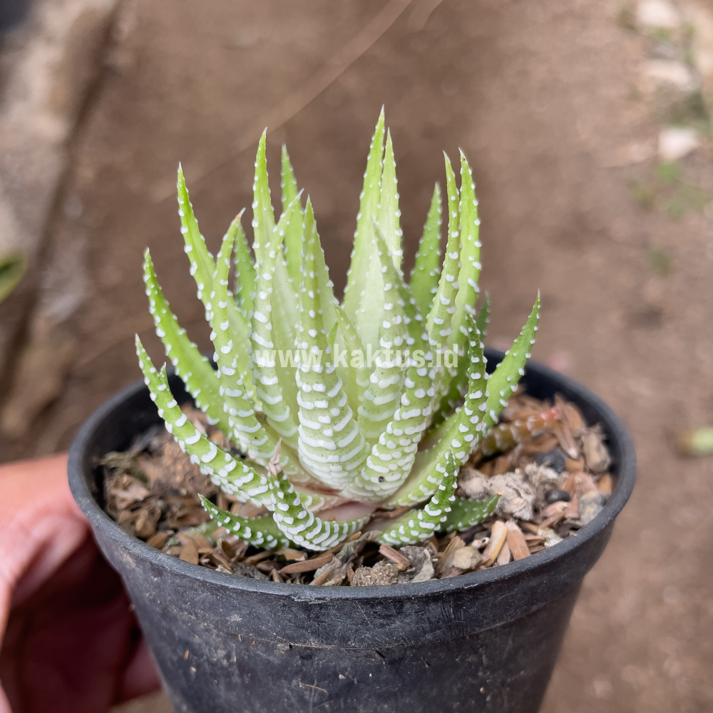 148. Haworthia Fasciata Alba - Image 7