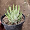 148. Haworthia Fasciata Alba