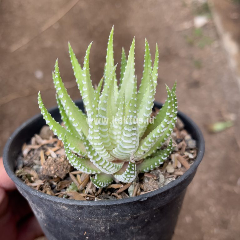 148. Haworthia Fasciata Alba