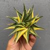 031. Haworthia Limifolia Variegated