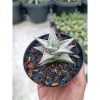 2103. Haworthia Limifolia White Variegated