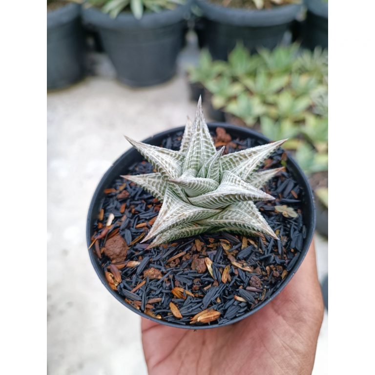 2103. Haworthia Limifolia White Variegated
