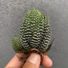419. Haworthia Papilosa
