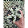 2210. Haworthia Pigmae