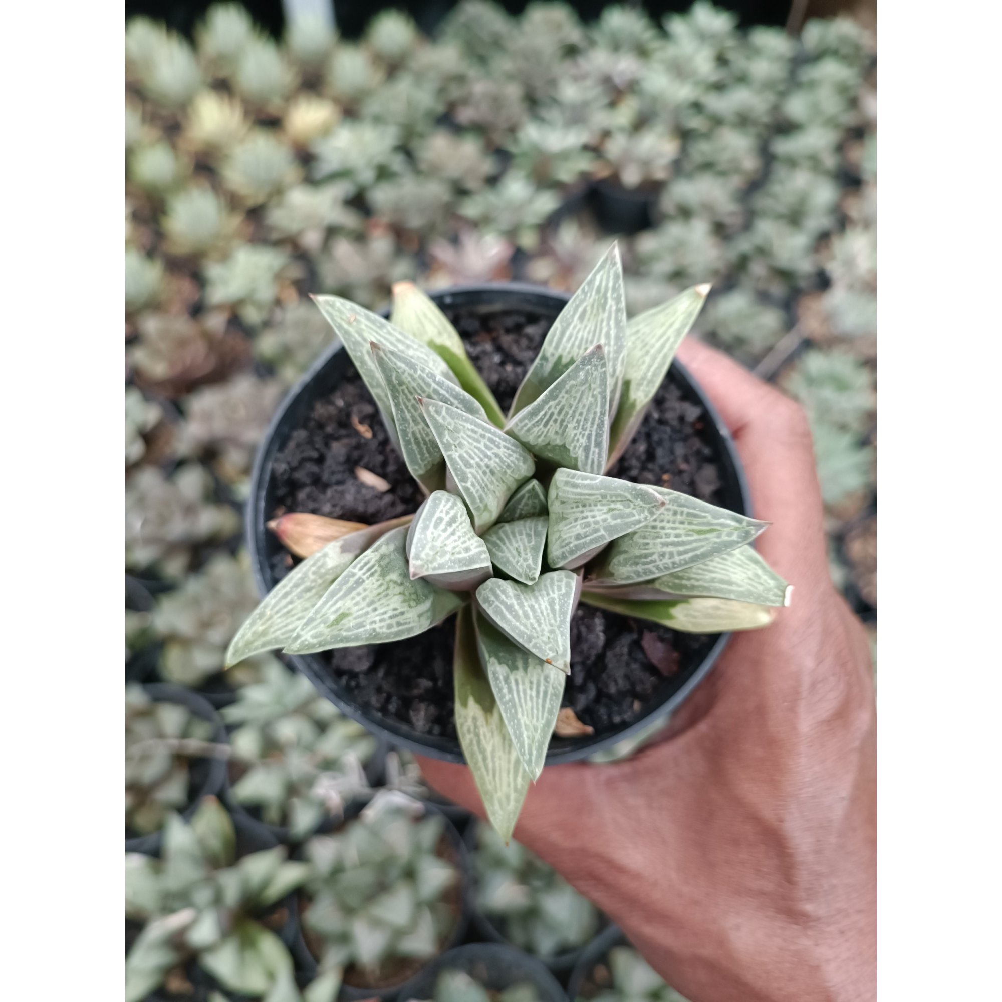 2210. Haworthia Pigmae