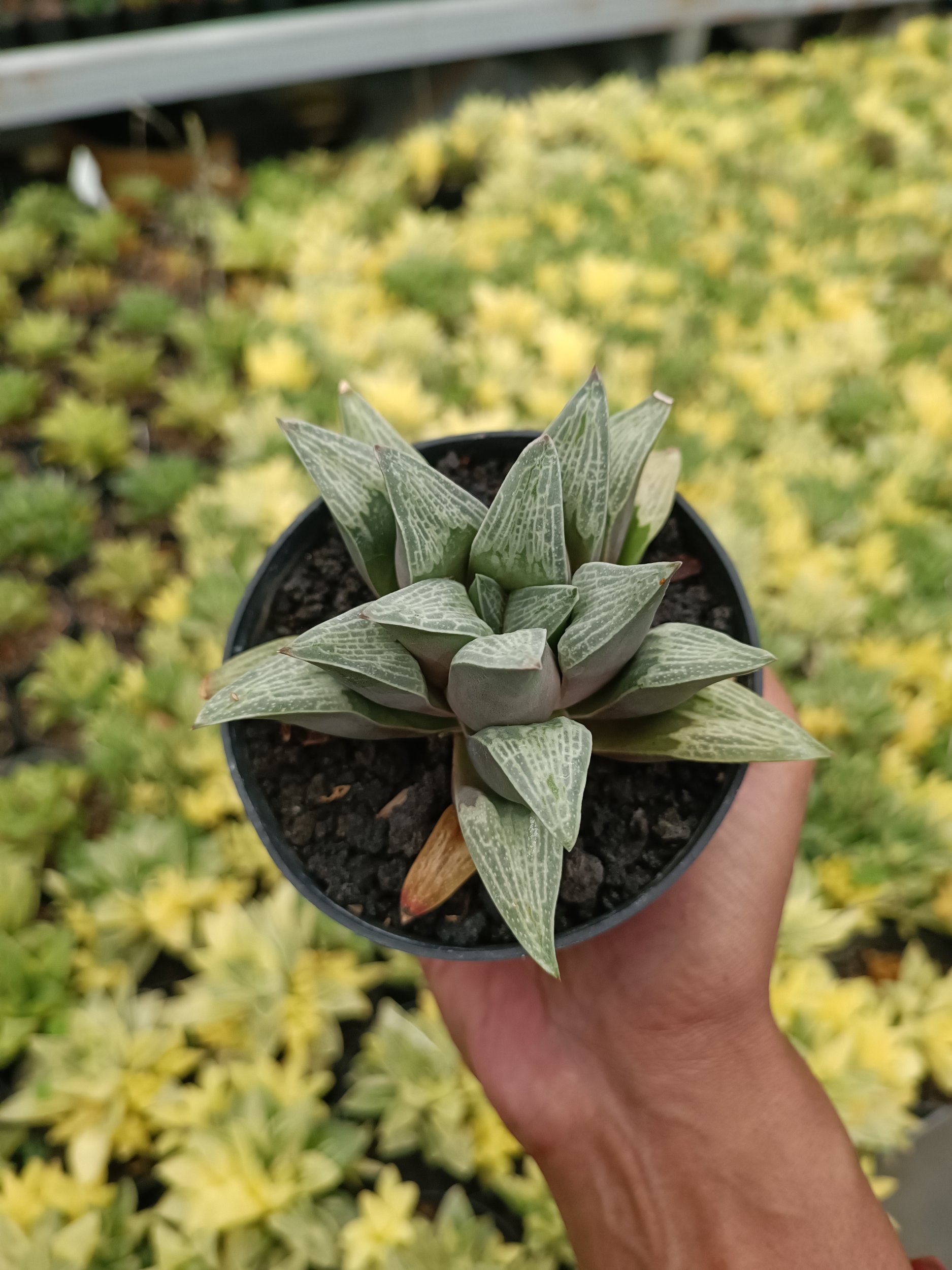 2210. Haworthia Pigmae - Image 2