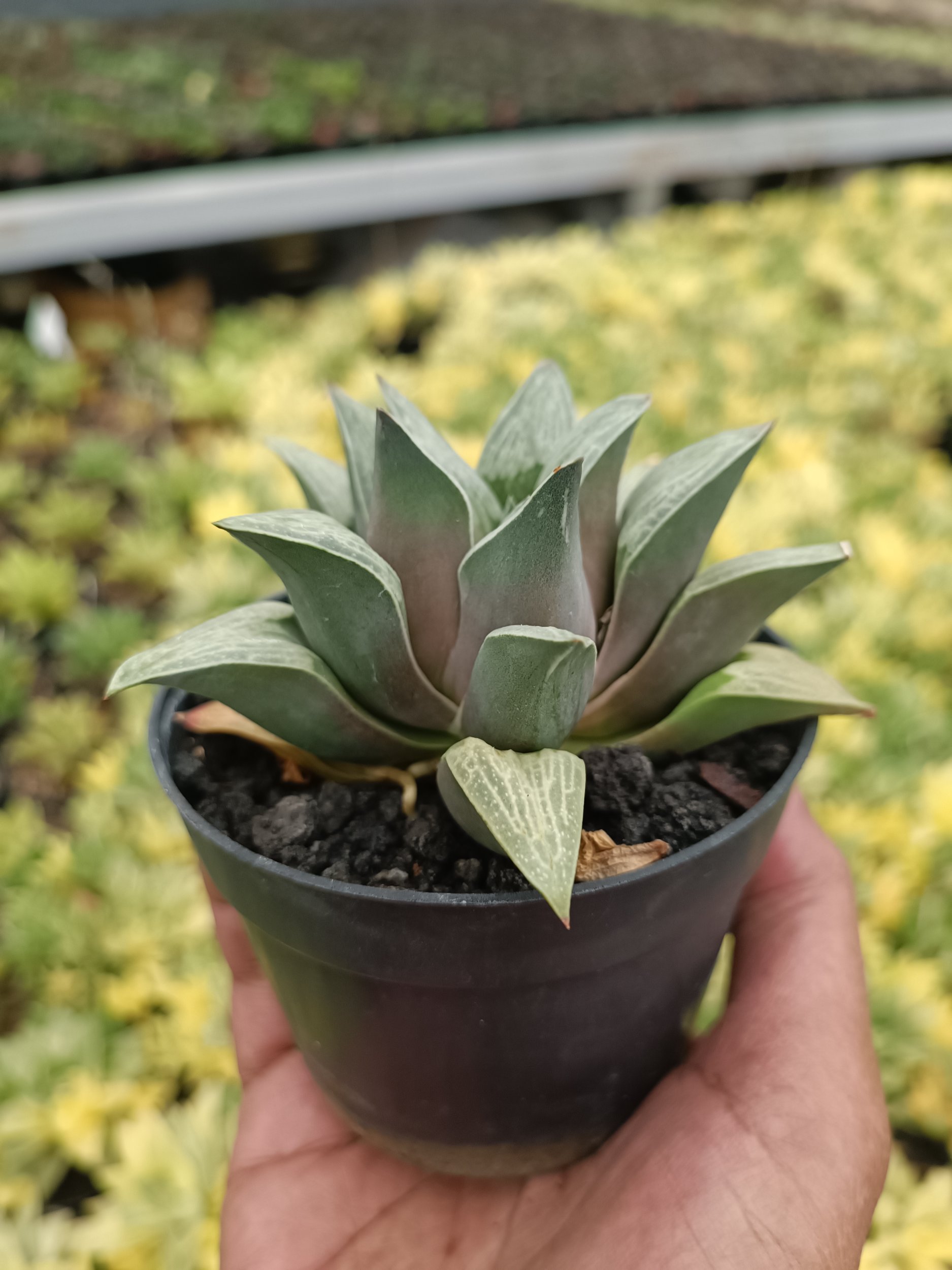 2210. Haworthia Pigmae - Image 3
