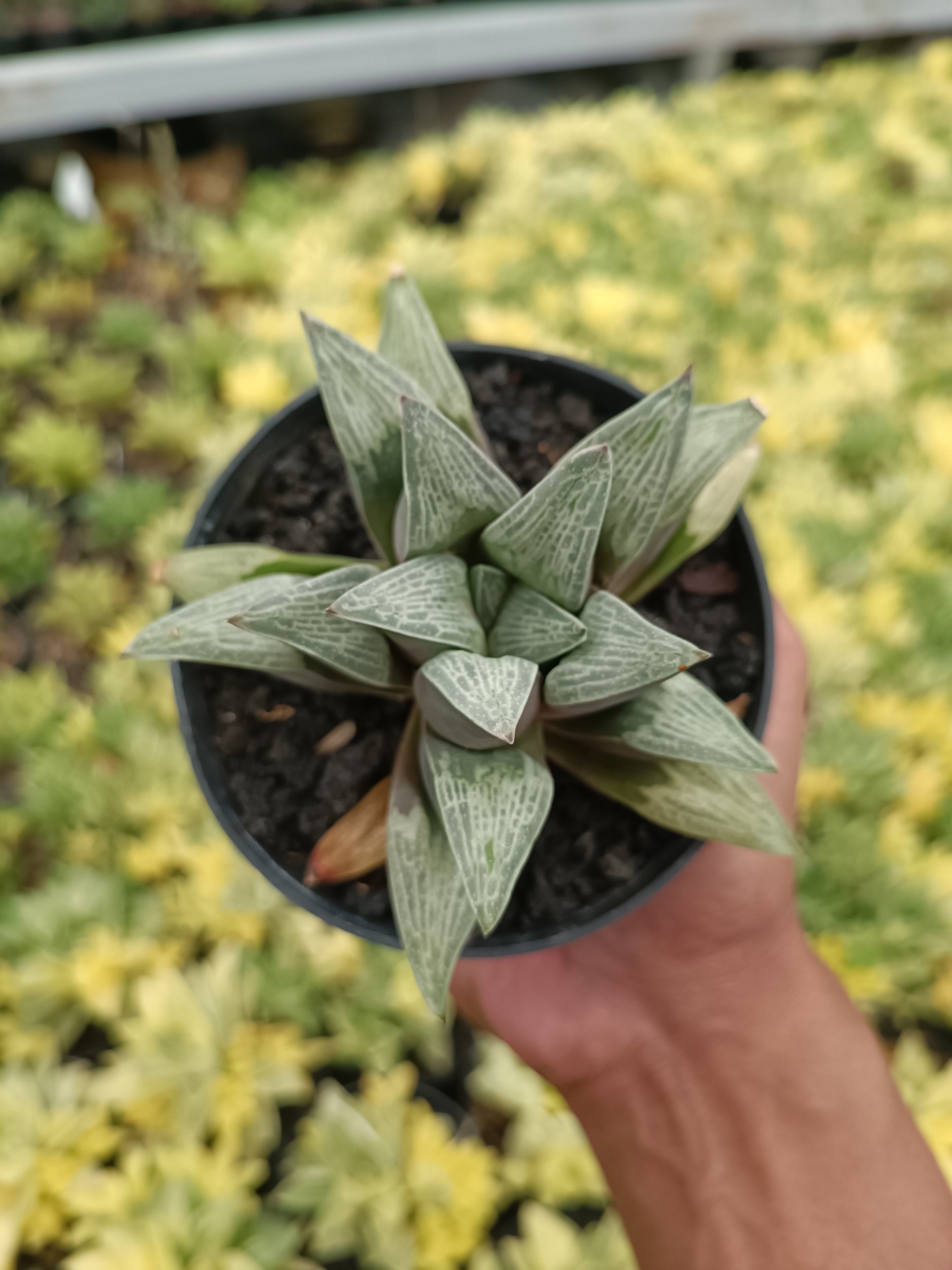 2210. Haworthia Pigmae - Image 4
