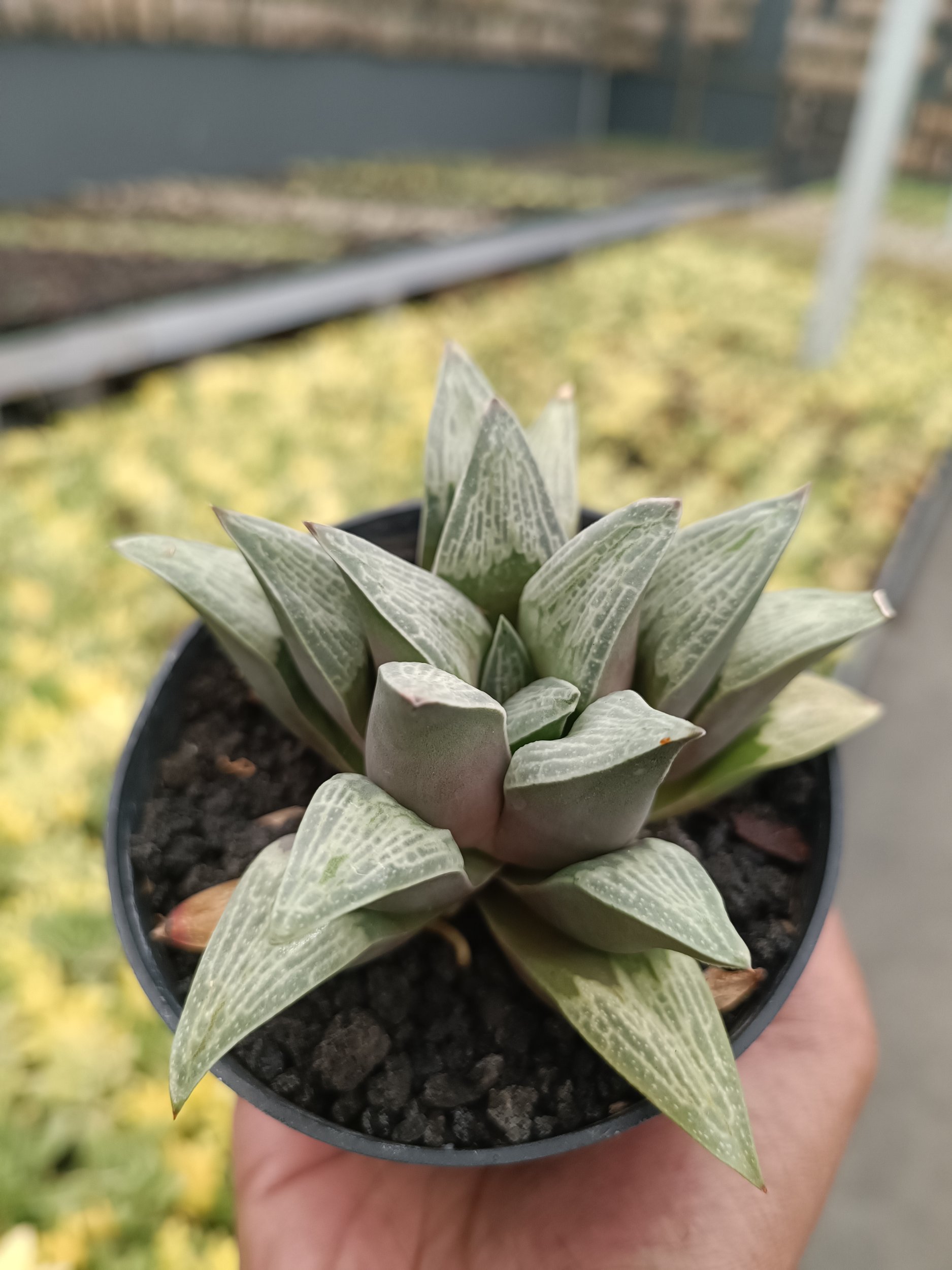 2210. Haworthia Pigmae - Image 5