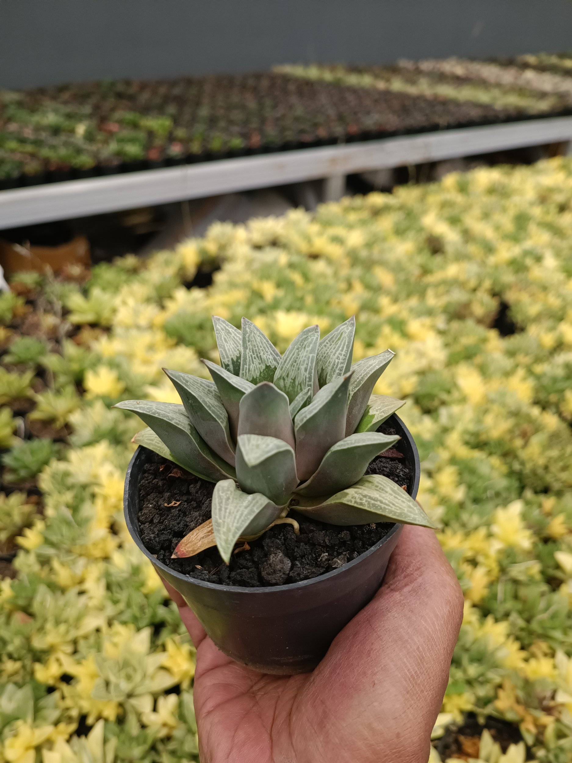 2210. Haworthia Pigmae - Image 6