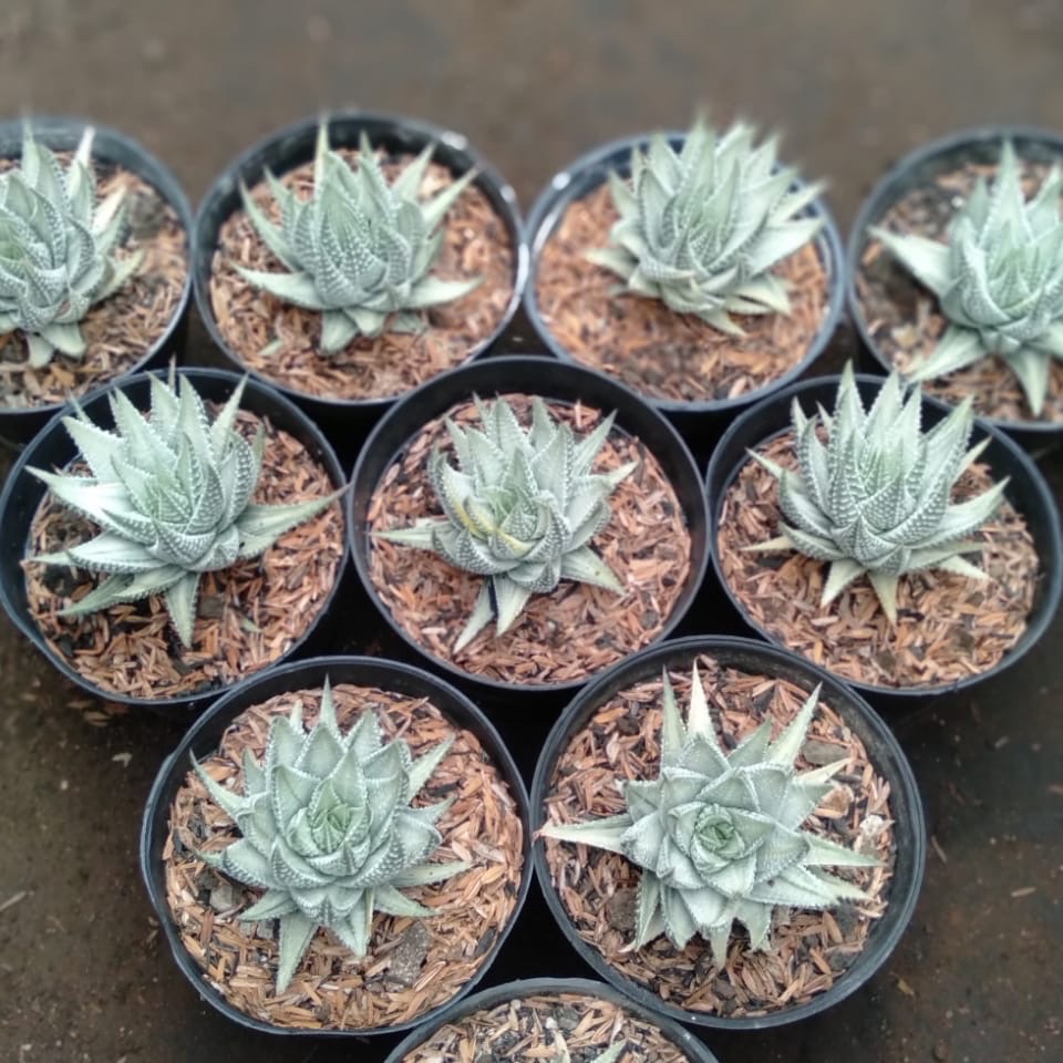 1708. Haworthia Pumila Silver Variegated 10pcs - Image 2