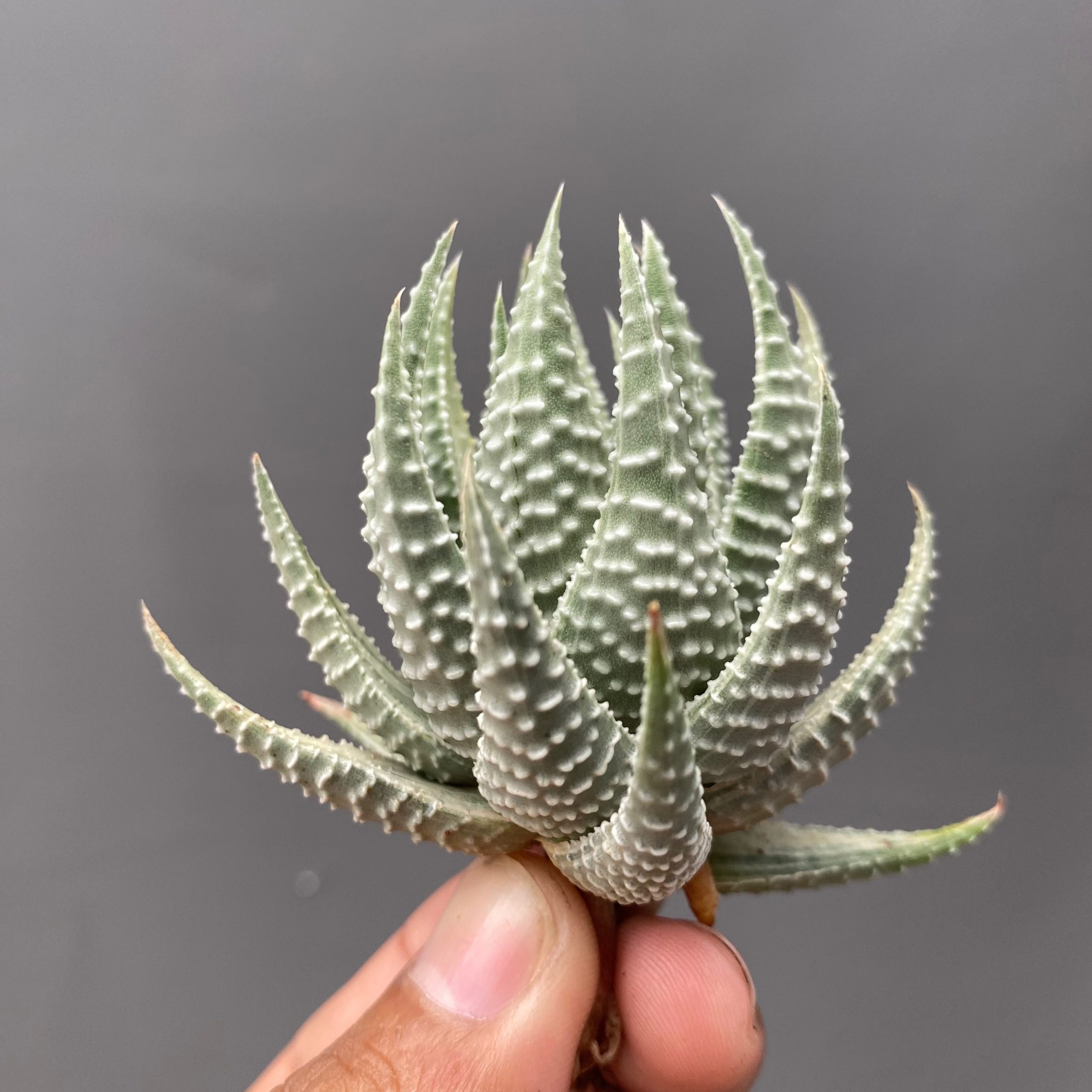 1708. Haworthia Pumila Silver Variegated 10pcs