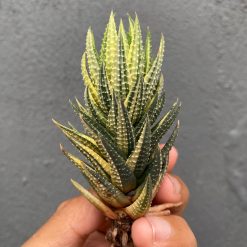 068. Haworthia Reinwardtii Variegated – Zebra Wart