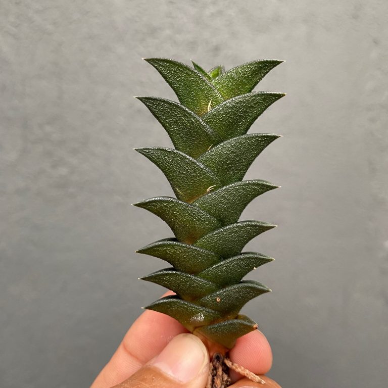 199. Haworthia Viscosa