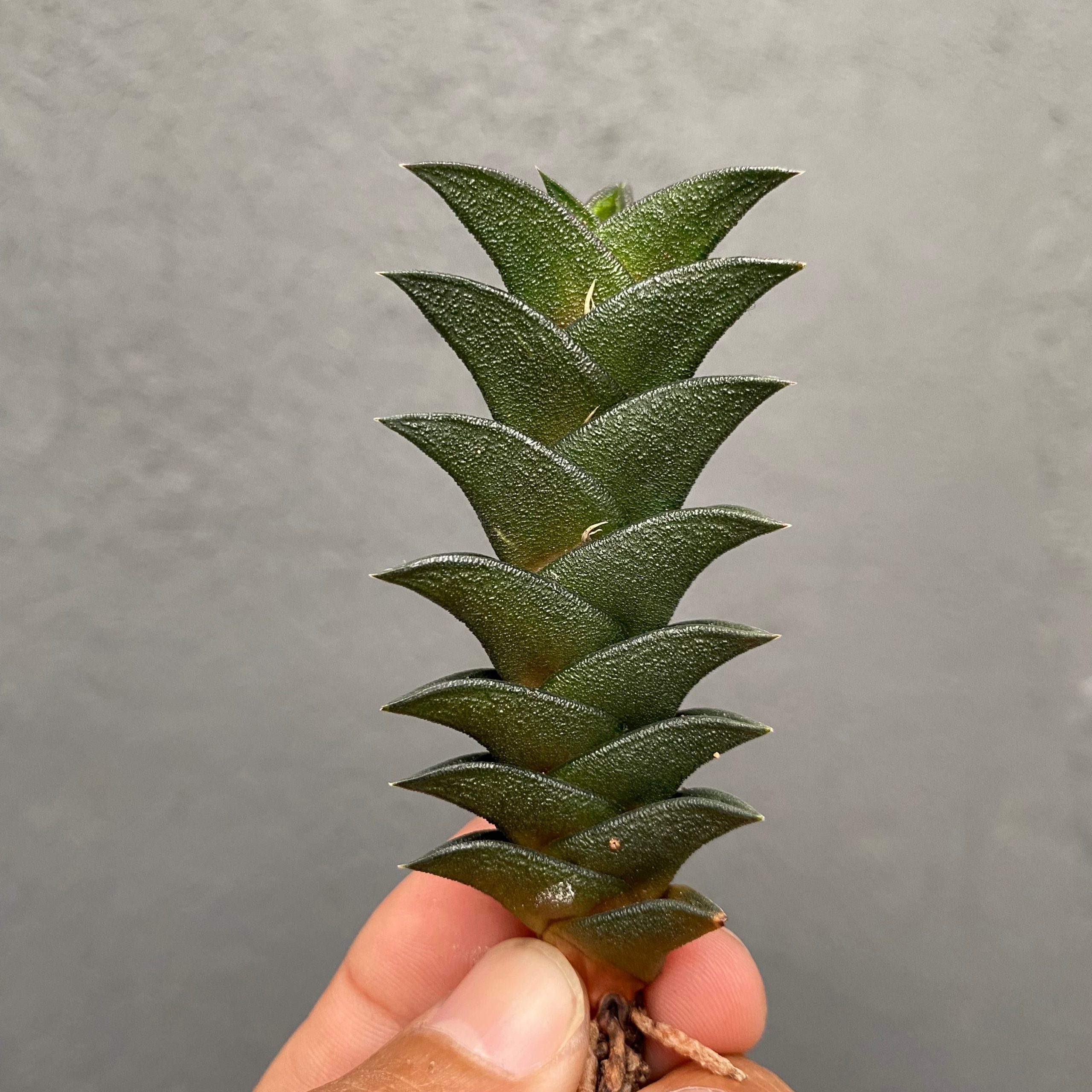 199. Haworthia Viscosa